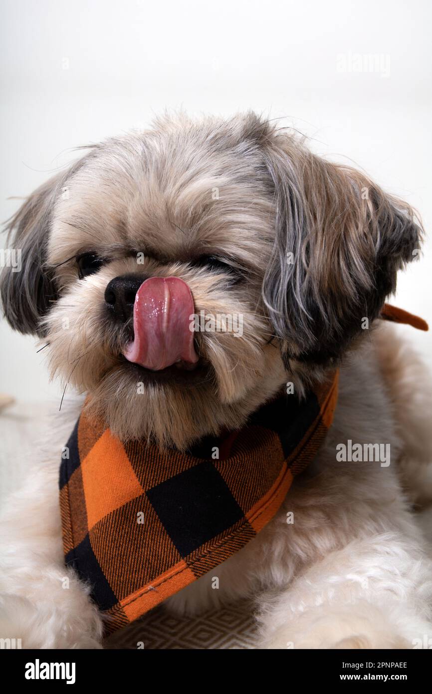 foto di una piccola razza di cane che attacca la lingua da vicino Foto Stock