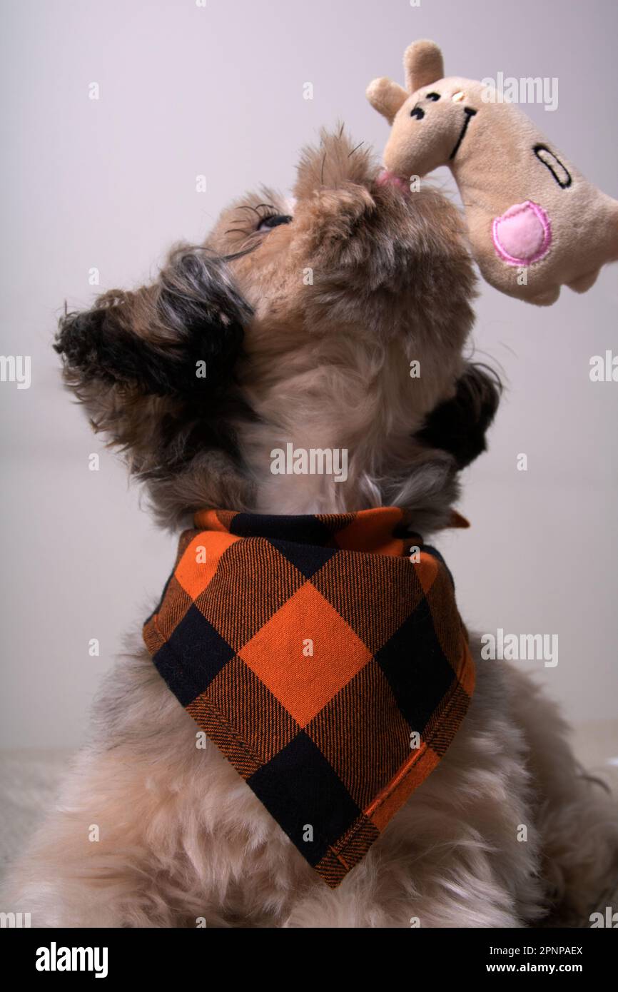 foto di un piccolo cane che gioca con un giocattolo imbottito primo piano Foto Stock