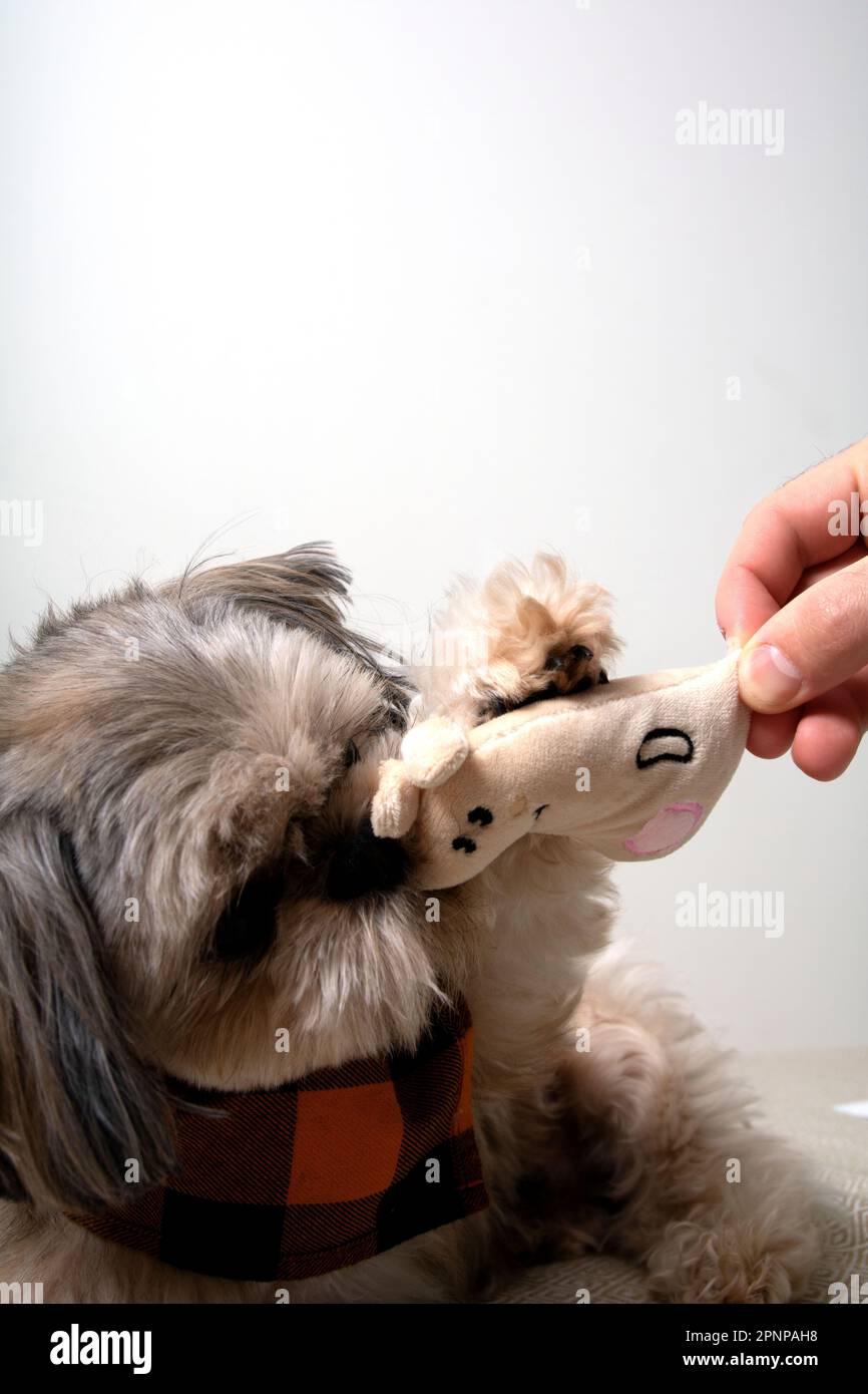 foto di un cane che tiene un giocattolo nei suoi denti vicino Foto Stock