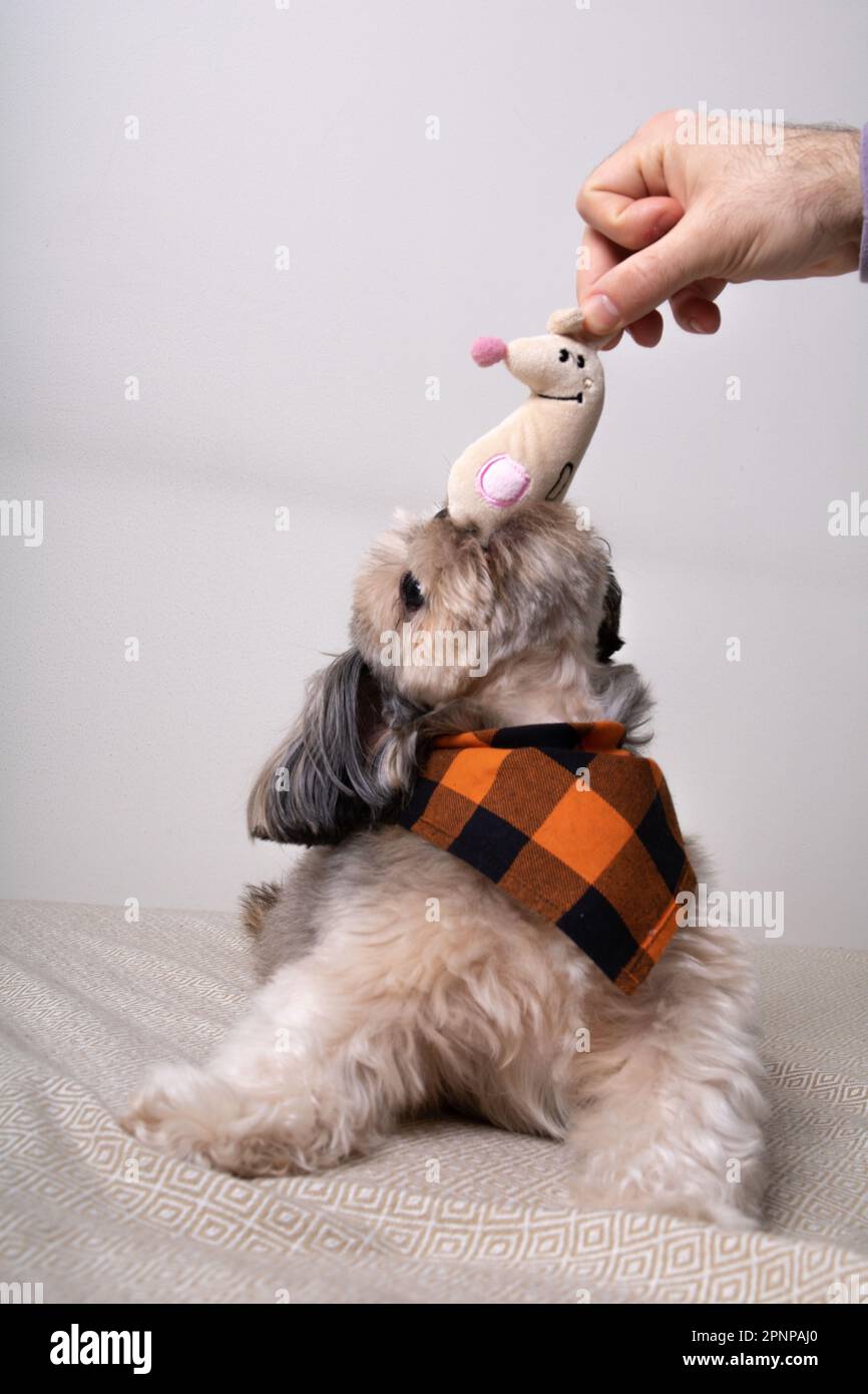 foto di un cane che gioca con un giocattolo sul divano Foto Stock