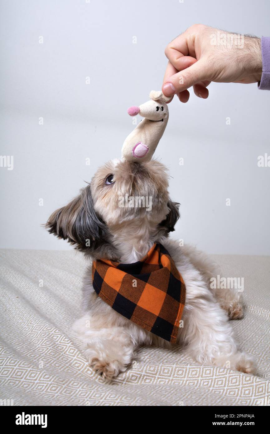 Foto Shih Tzu si trova sul divano e gioca con una persona e un giocattolo Foto Stock