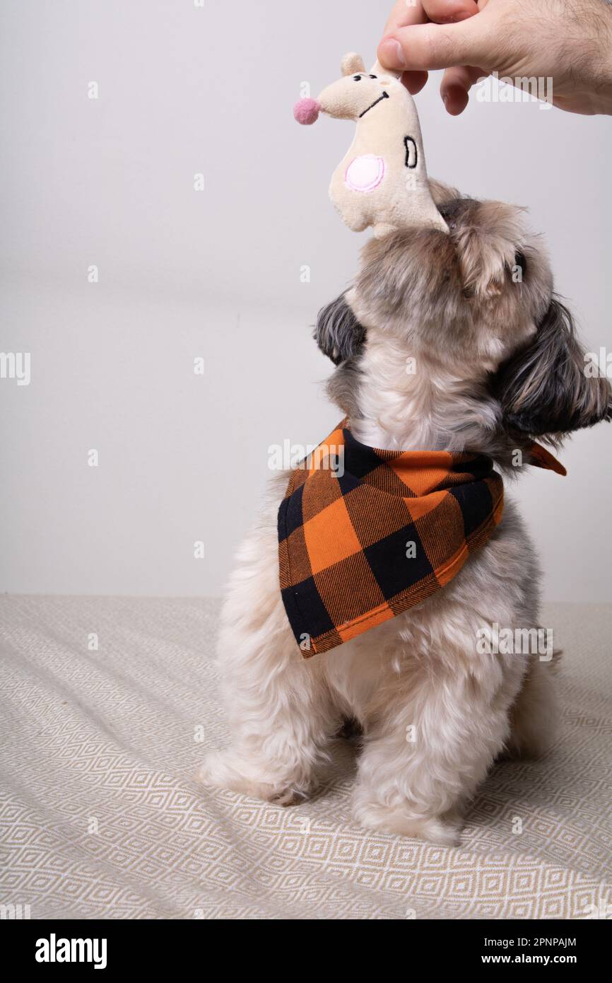 Foto Shih Tzu gioca con un uomo e un giocattolo morbido Foto Stock