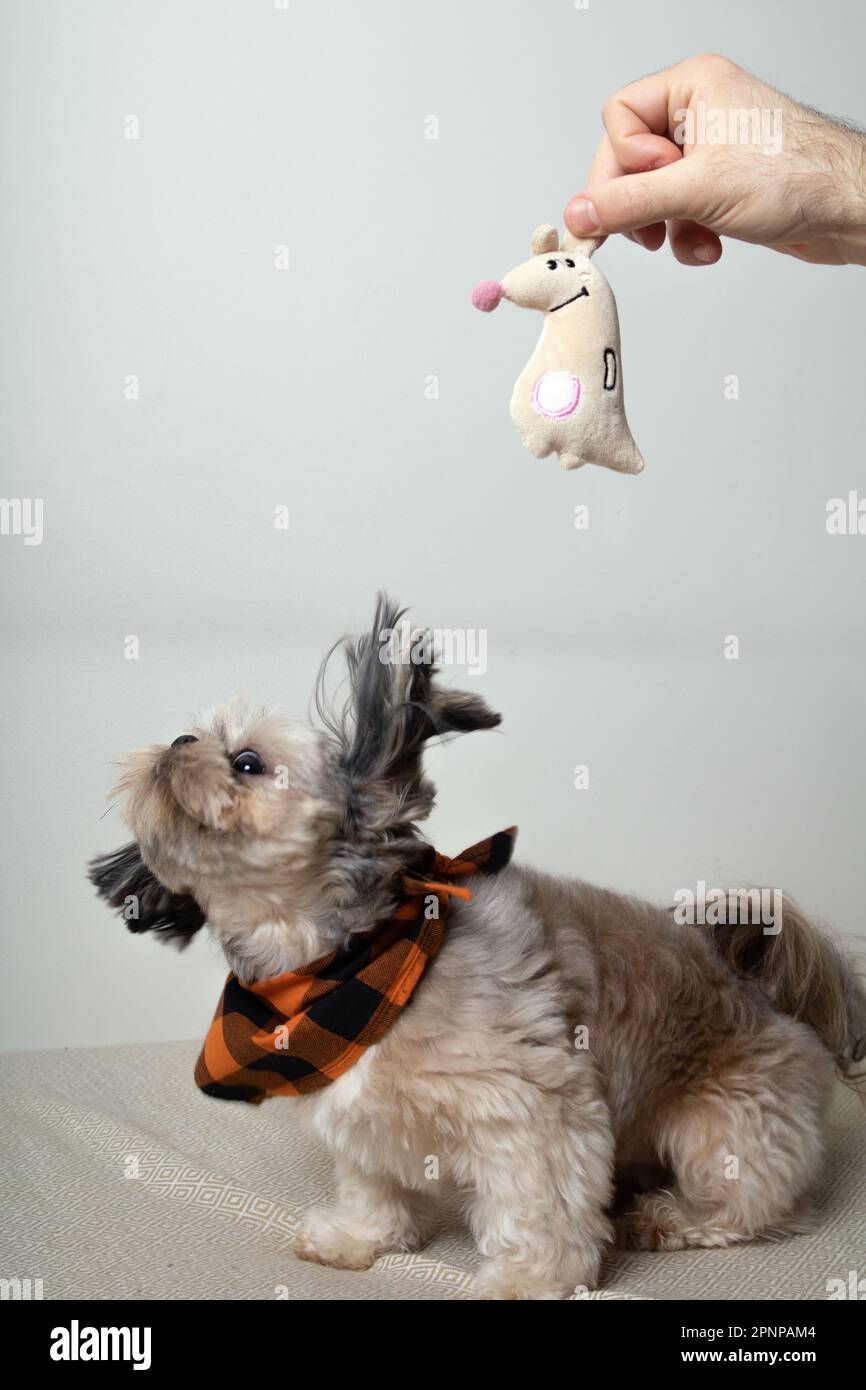 Attività fotografica Shih Tzu sul divano e un giocattolo Foto Stock