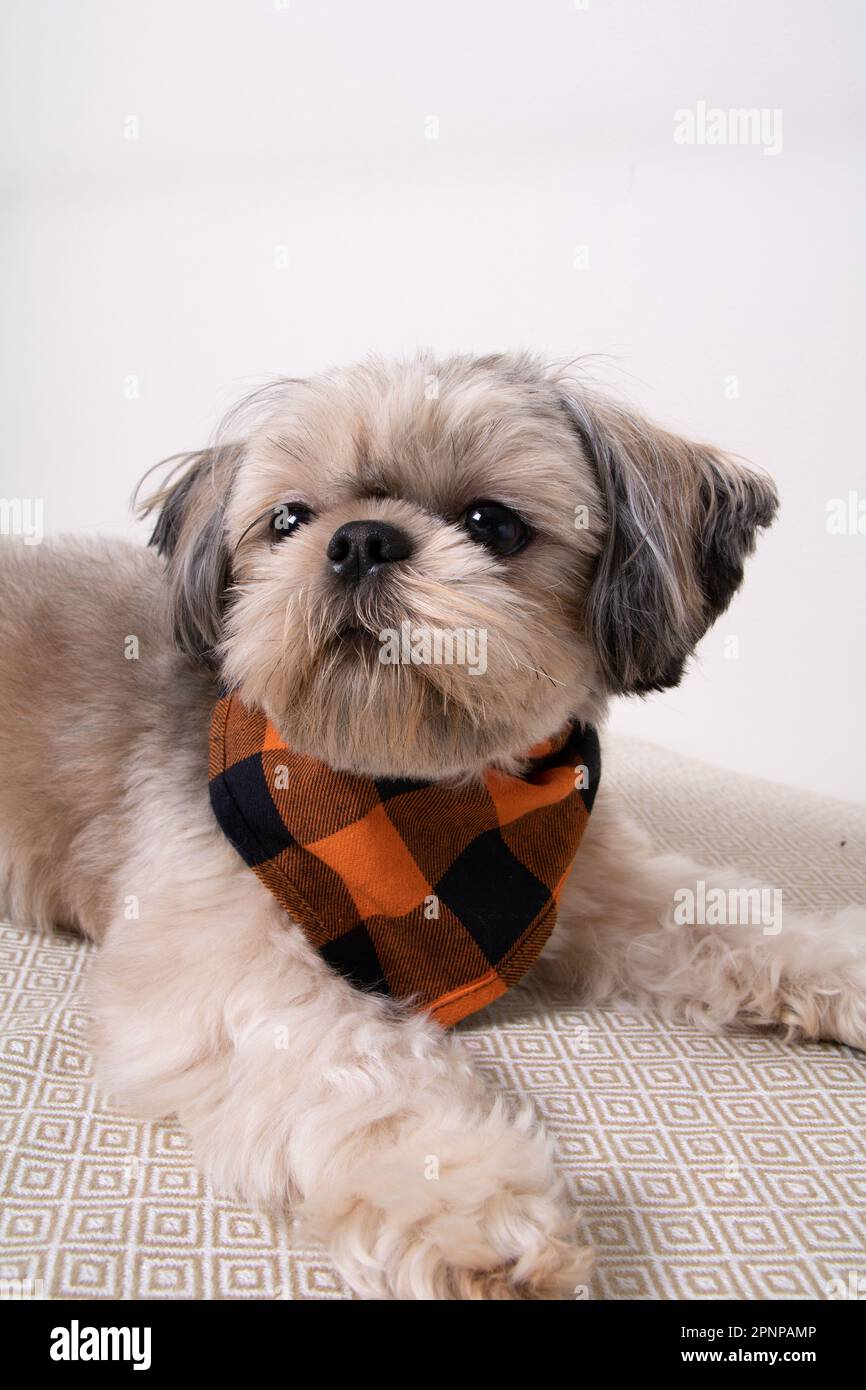 Foto Shih Tzu cane sul divano vicino alla parete Foto Stock