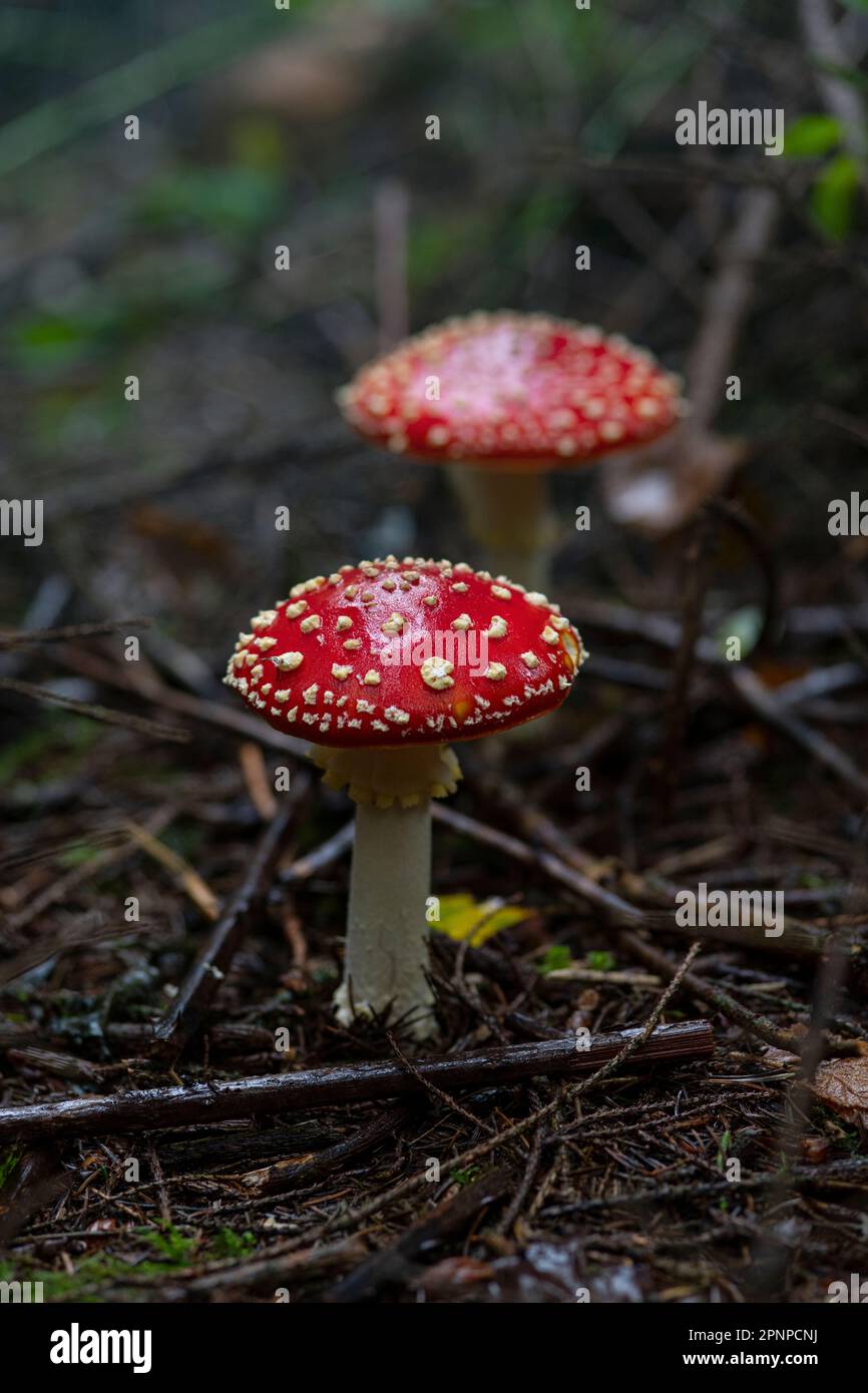 Fly fungo agarico crescere sul pavimento della foresta in Gloucestershire in autunno. Fungo che cresce nel materiale decomponente sul terreno boschivo Foto Stock