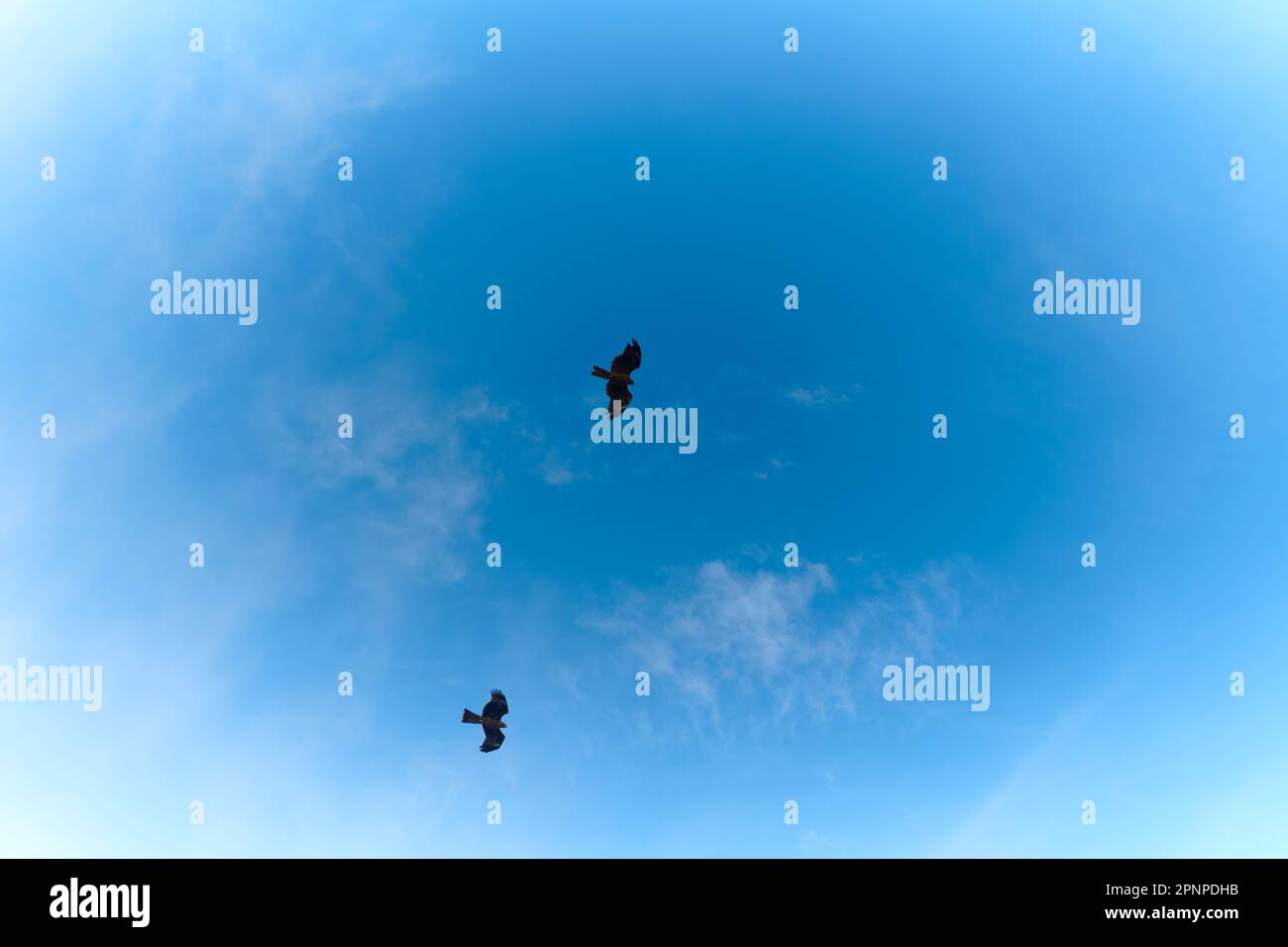 Cervo volante nel cielo Foto Stock