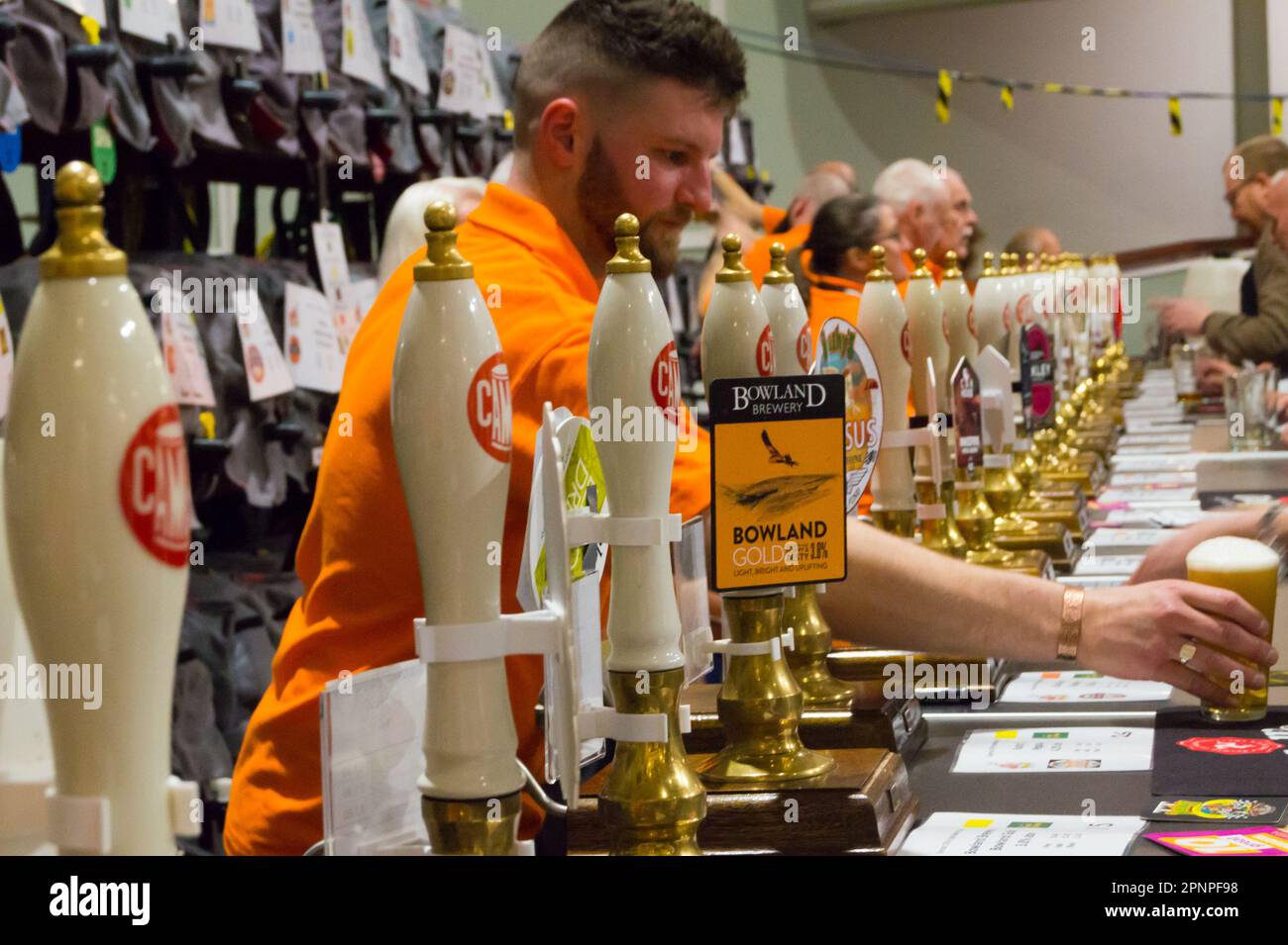Barista che versa la vera birra alla spina durante un festival della birra con varie pompe di birra in fila, CAMRA Isle of Man beer festival, Douglas Foto Stock