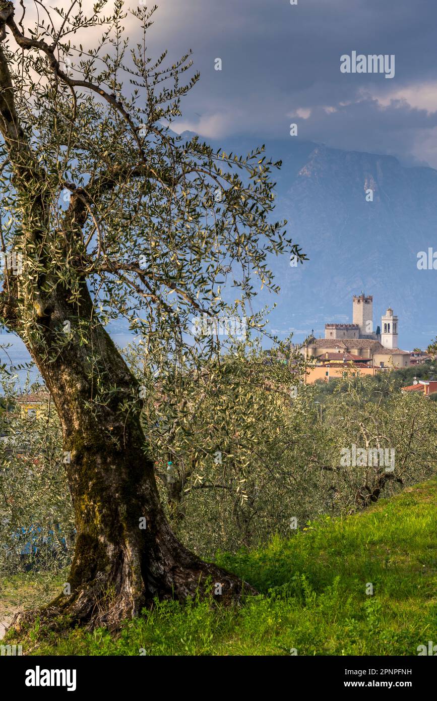 Olivo, Malcesine, Lago di Garda, Veneto, Italia Foto Stock