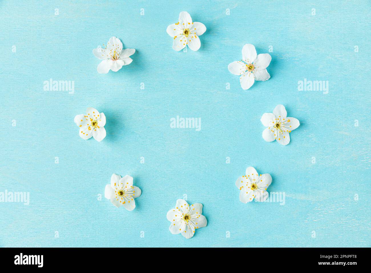 Cornice o cerchio di fiori bianchi in fiore di ciliegio su sfondo blu pastello. Primavera o vacanza sfondo. Giacitura piatta. Vista dall'alto Foto Stock