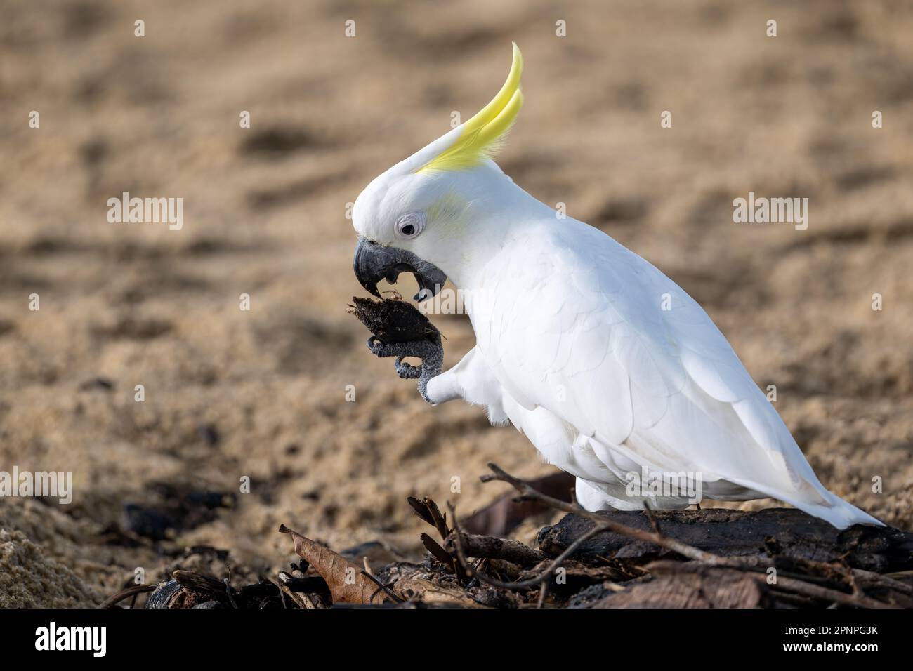 Un singolo Cockatoo solforoso si siede sulla sabbia di Palm Cove a Cairns, in procinto di aprire la noce di mandorle della spiaggia aggrappata in un artiglio con il suo becco aperto. Foto Stock