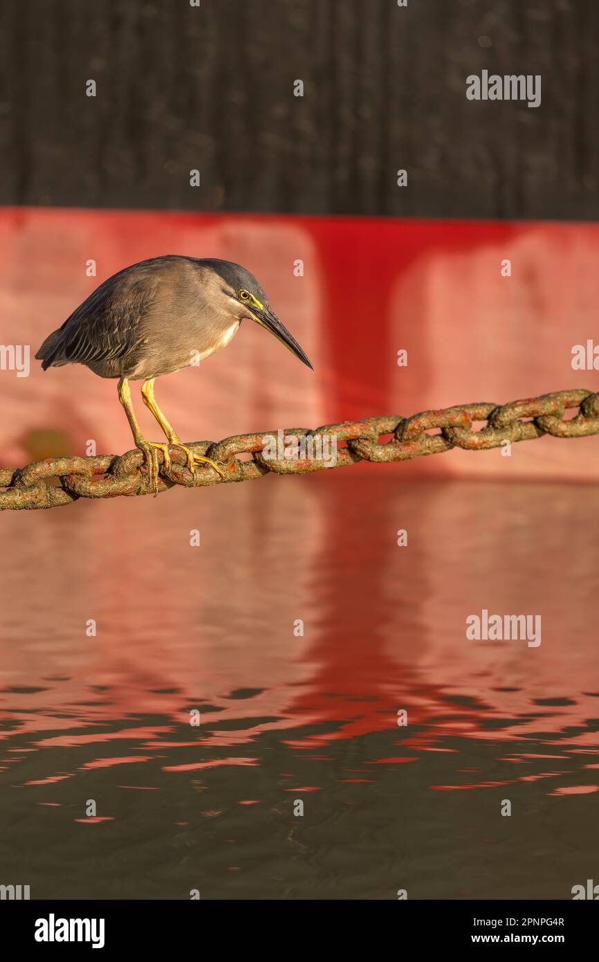 Un singolo adulto Striated Heron utilizzando una catena di ancoraggio Helipad come piattaforma di pesca sulla Esplanade a Cairns, Queensland, Australia. Foto Stock