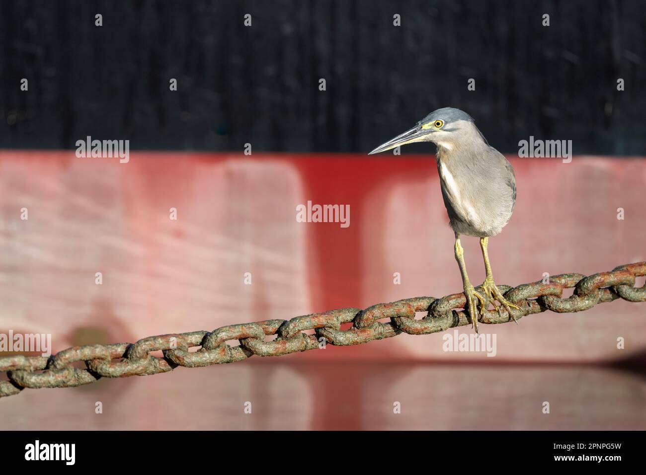 Un singolo adulto Striated Heron utilizzando una catena di ancoraggio Helipad come piattaforma di pesca sulla Esplanade a Cairns, Queensland, Australia. Foto Stock