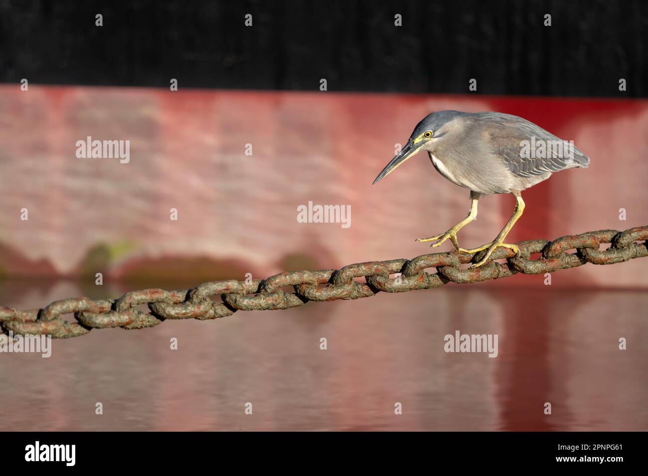 Un singolo adulto Striated Heron utilizzando una catena di ancoraggio Helipad come piattaforma di pesca sulla Esplanade a Cairns, Queensland, Australia. Foto Stock