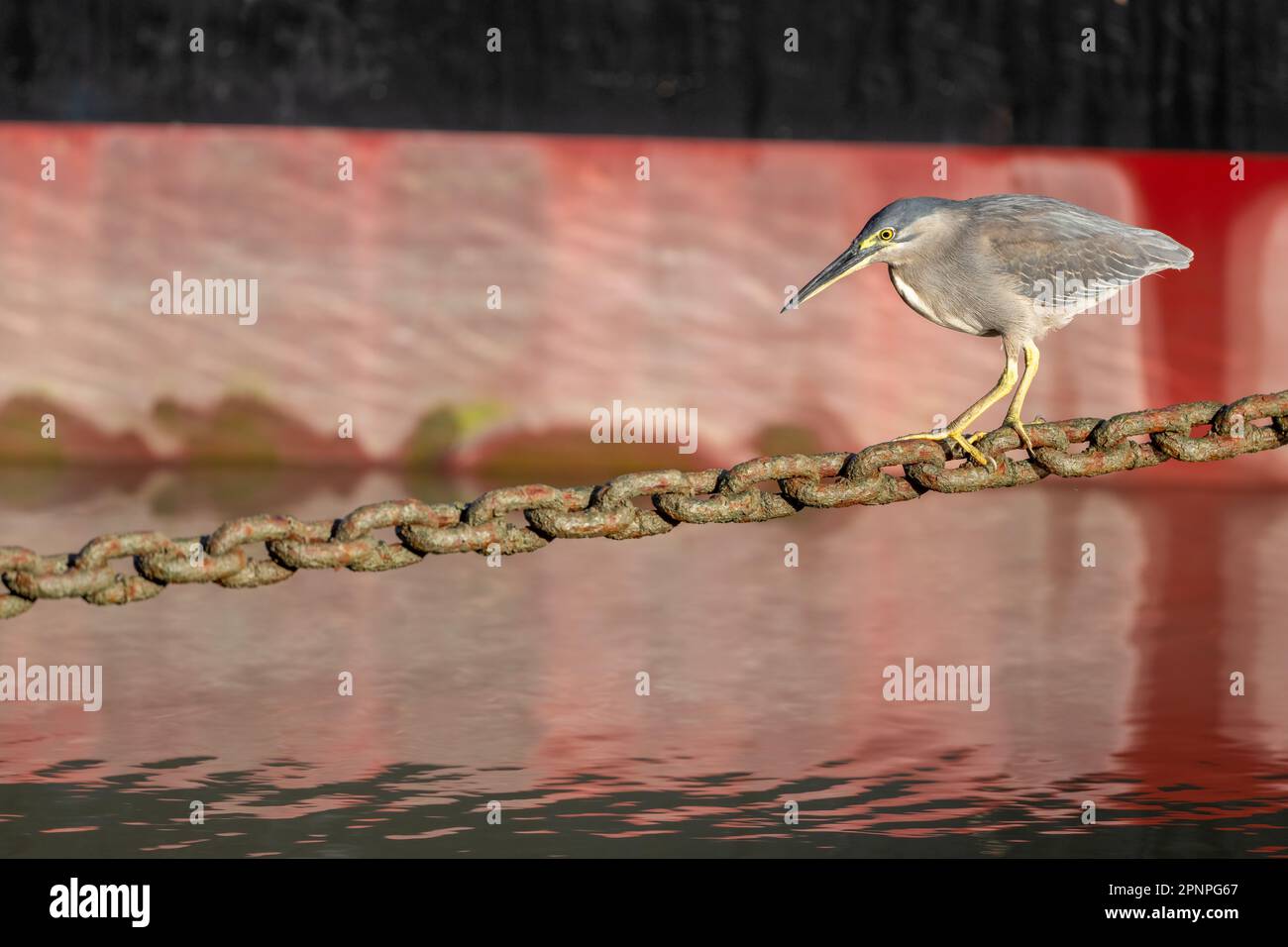 Un singolo adulto Striated Heron utilizzando una catena di ancoraggio Helipad come piattaforma di pesca sulla Esplanade a Cairns, Queensland, Australia. Foto Stock
