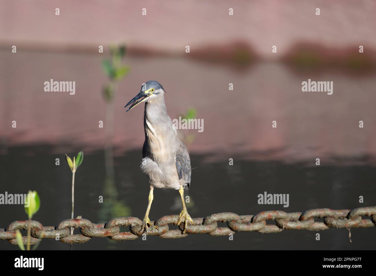 Un singolo adulto Striated Heron utilizzando una catena di ancoraggio Helipad come piattaforma di pesca sulla Esplanade a Cairns, Queensland, Australia. Foto Stock