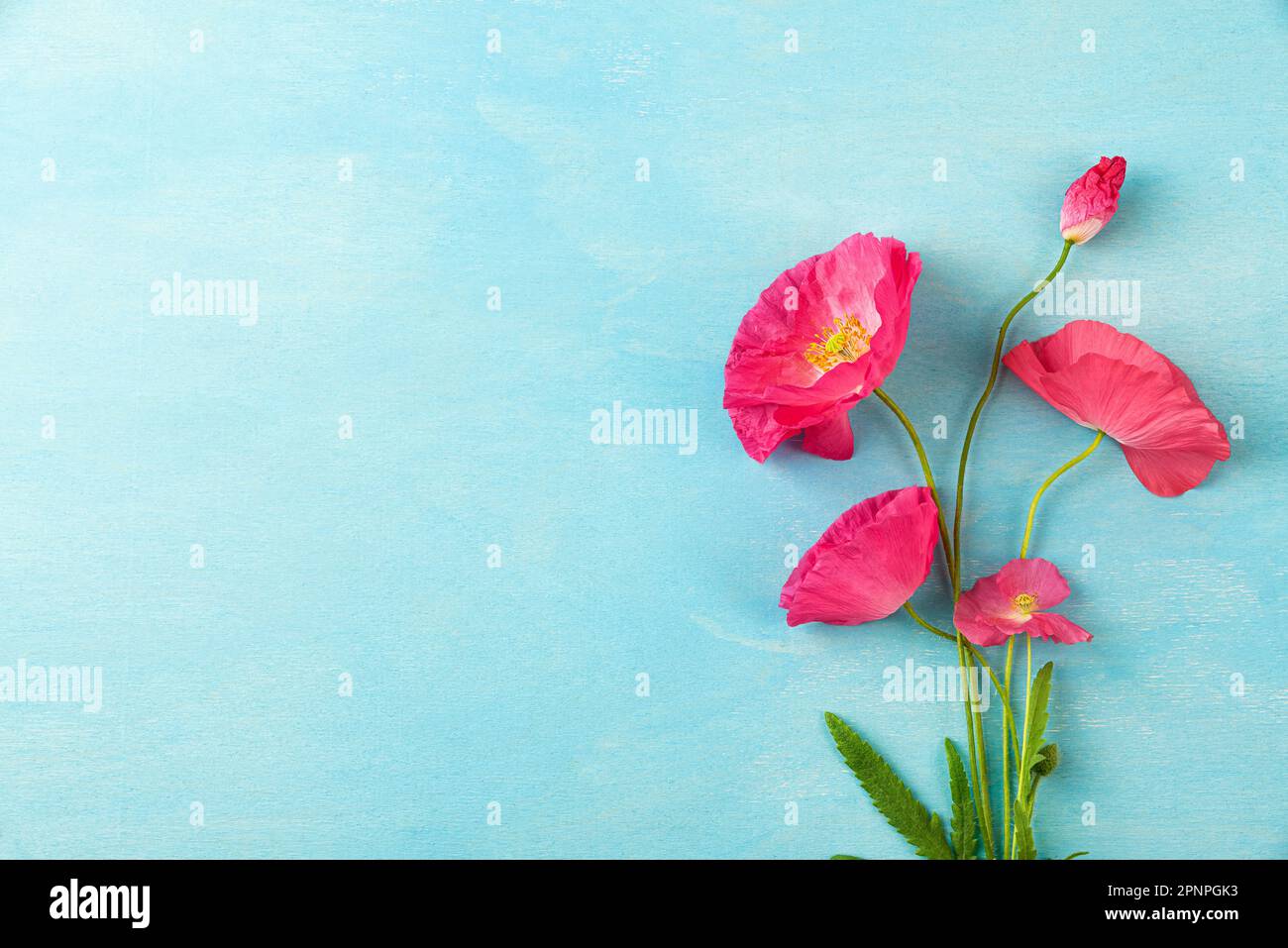 Bouquet di fiori di papavero rosa su sfondo blu pastello. Biglietto di nozze. Giacitura piatta. Layout. Vista dall'alto con spazio di copia Foto Stock