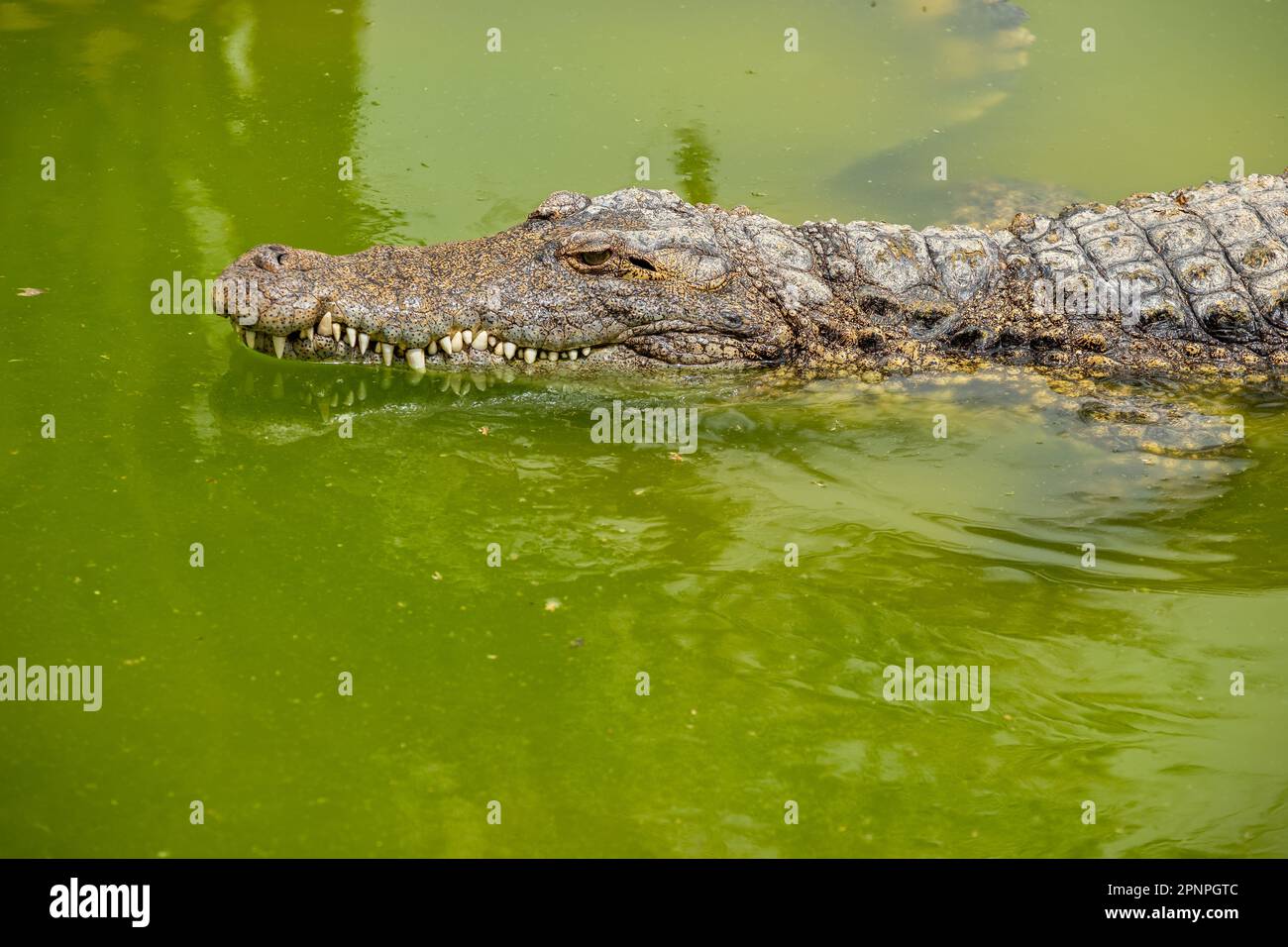 Il grande coccodrillo del Nilo (Crocodylus niloticus) nuota nell'acqua verde Foto Stock