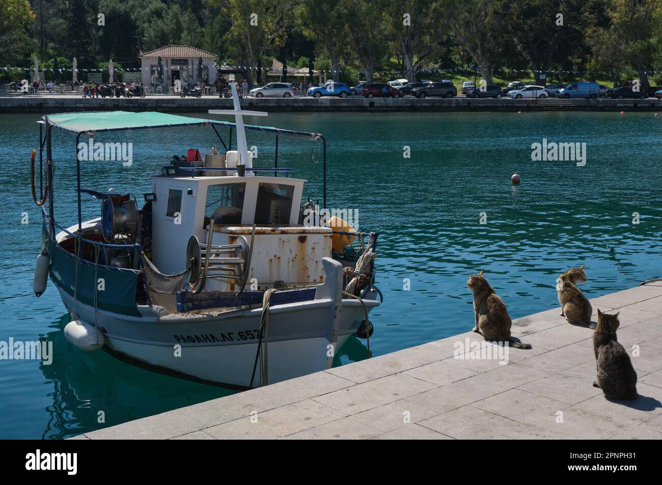 I gatti aspettano che il pescatore ormeggi la sua barca a Galaxidi in Grecia in primavera Foto Stock