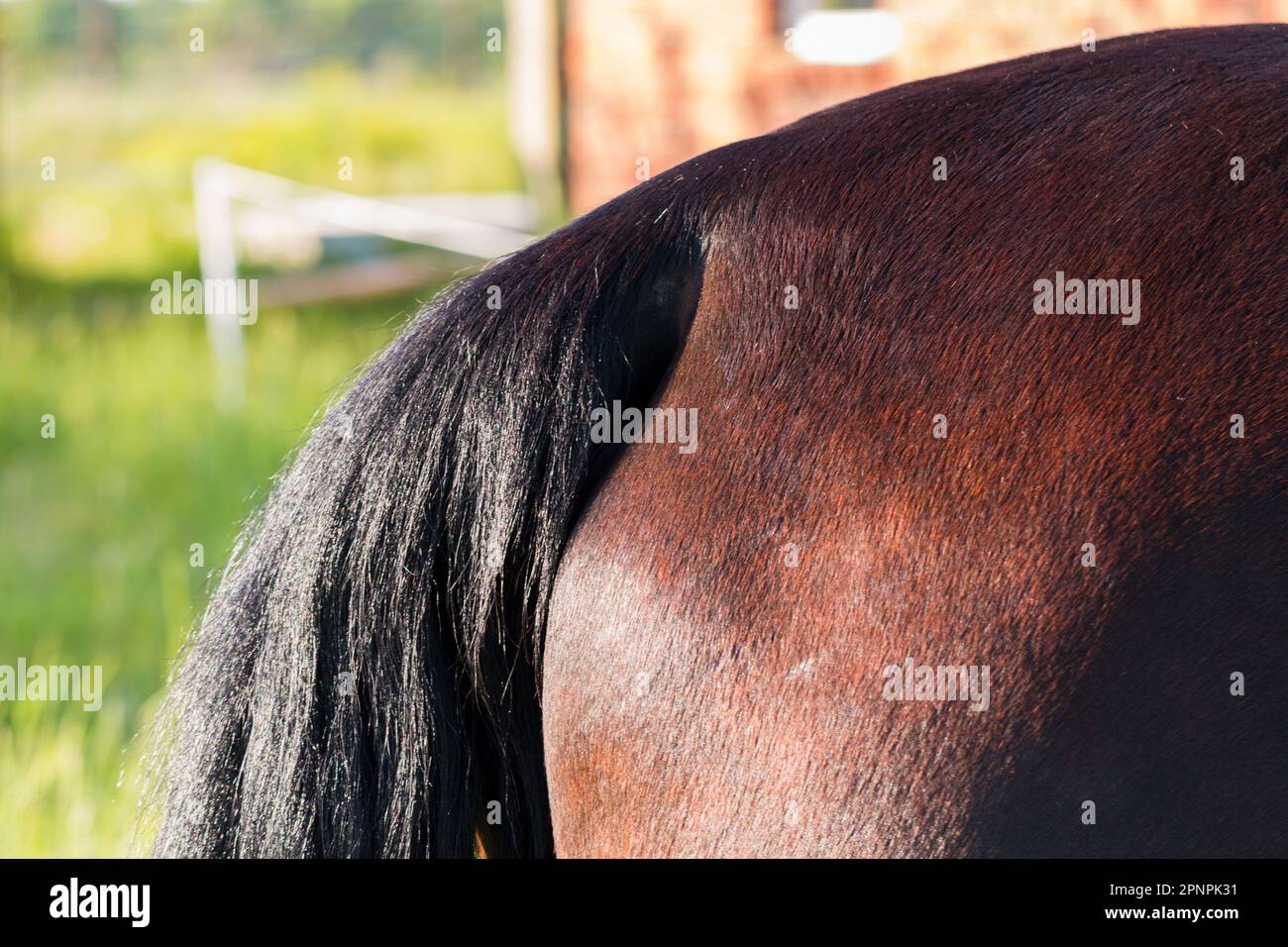 Groppa del cavallo, primo piano delle anche e della coda dell'animale. Foto Stock