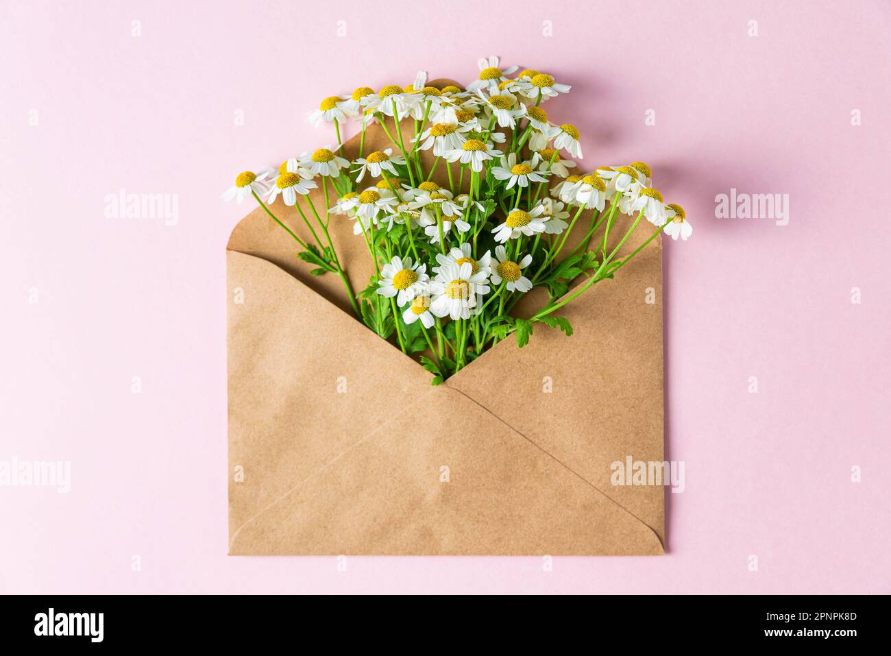 Fiori di camomilla bianca in busta su sfondo rosa pastello. Invito festivo o di matrimonio. Vista dall'alto. Giacitura piatta Foto Stock