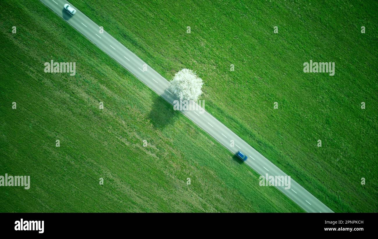 Vista aerea di un unico albero fiorito, strada e erba verde durante una bella giornata di sole in primavera. Paesaggio verde. Foto Stock