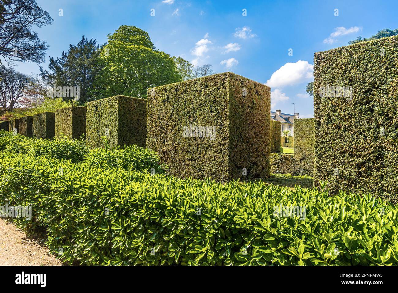 Tridmed Box hedging nel giardino del Musée des Beaux Arts, Tours, Indre-et-Loire (37), Francia. Foto Stock