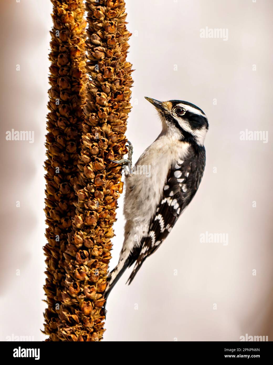 Femmina di pecorino che si nuca su una pianta di fusto di mullein essiccata con fondo bianco nel suo ambiente e habitat che mostra bianco e nero. Foto Stock
