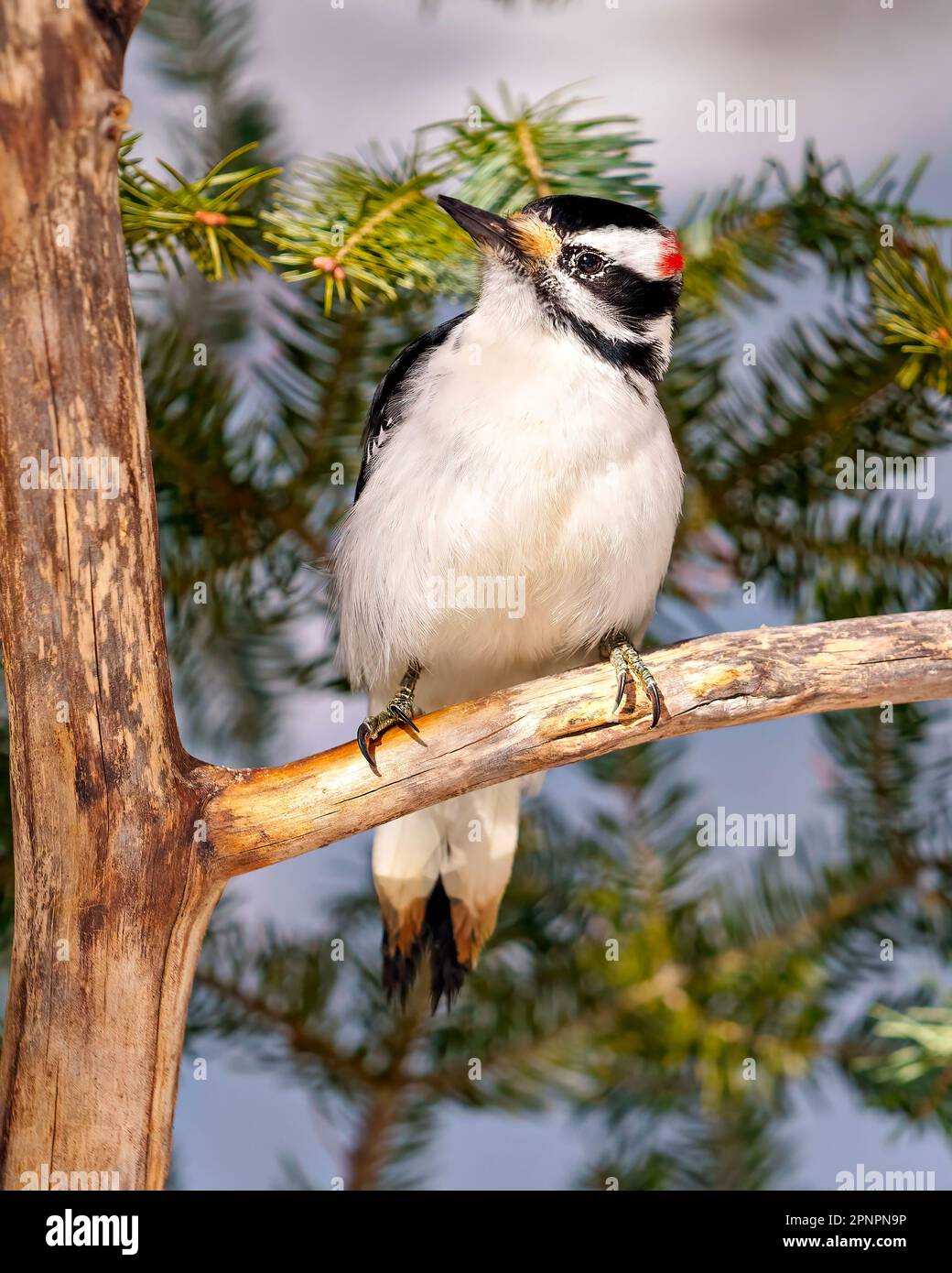 Woodpecker vista frontale maschio arroccato su un ramo di albero con uno sfondo di rami di conifere nel suo ambiente e habitat circostante. Foto Stock