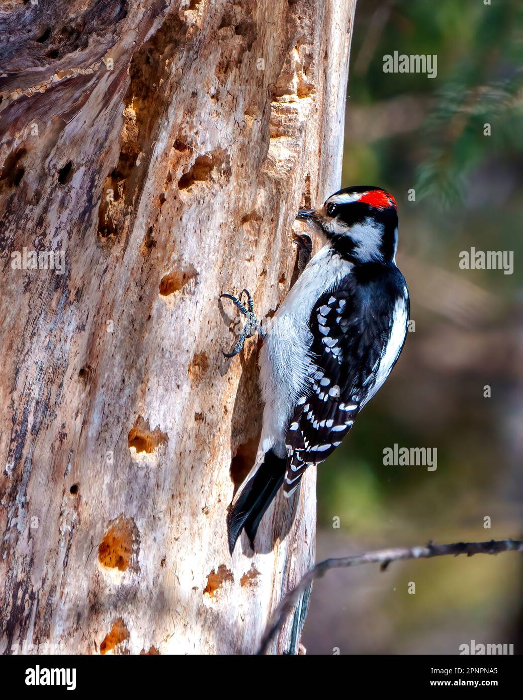 Primo piano maschio Woodpecker buchi battering su un tronco d'albero con uno sfondo forestale nel suo ambiente e habitat circostante con un profilo posteriore vista. Foto Stock