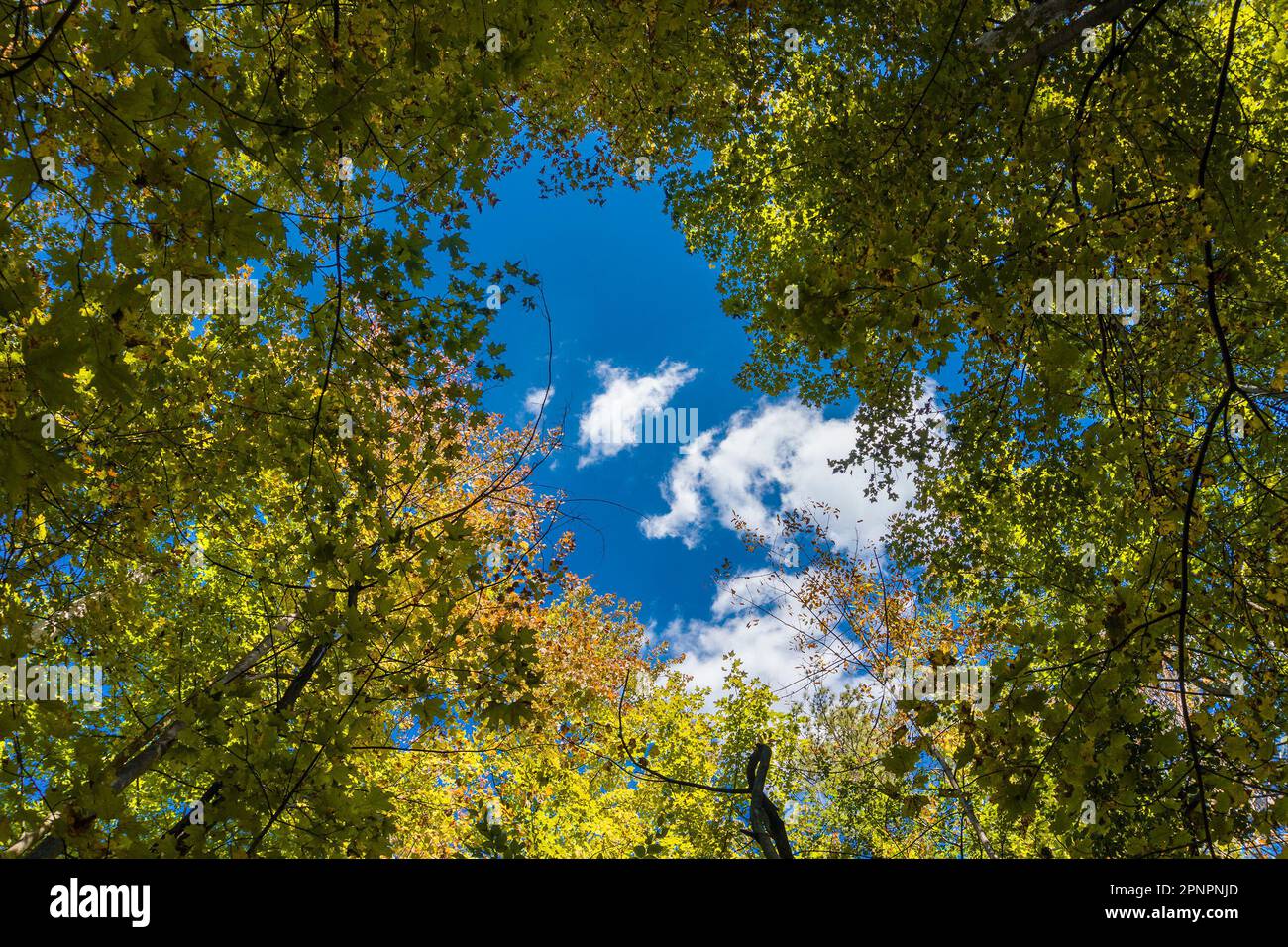 Cielo blu che sbirciava tra le cime di alti alberi verdi Foto Stock