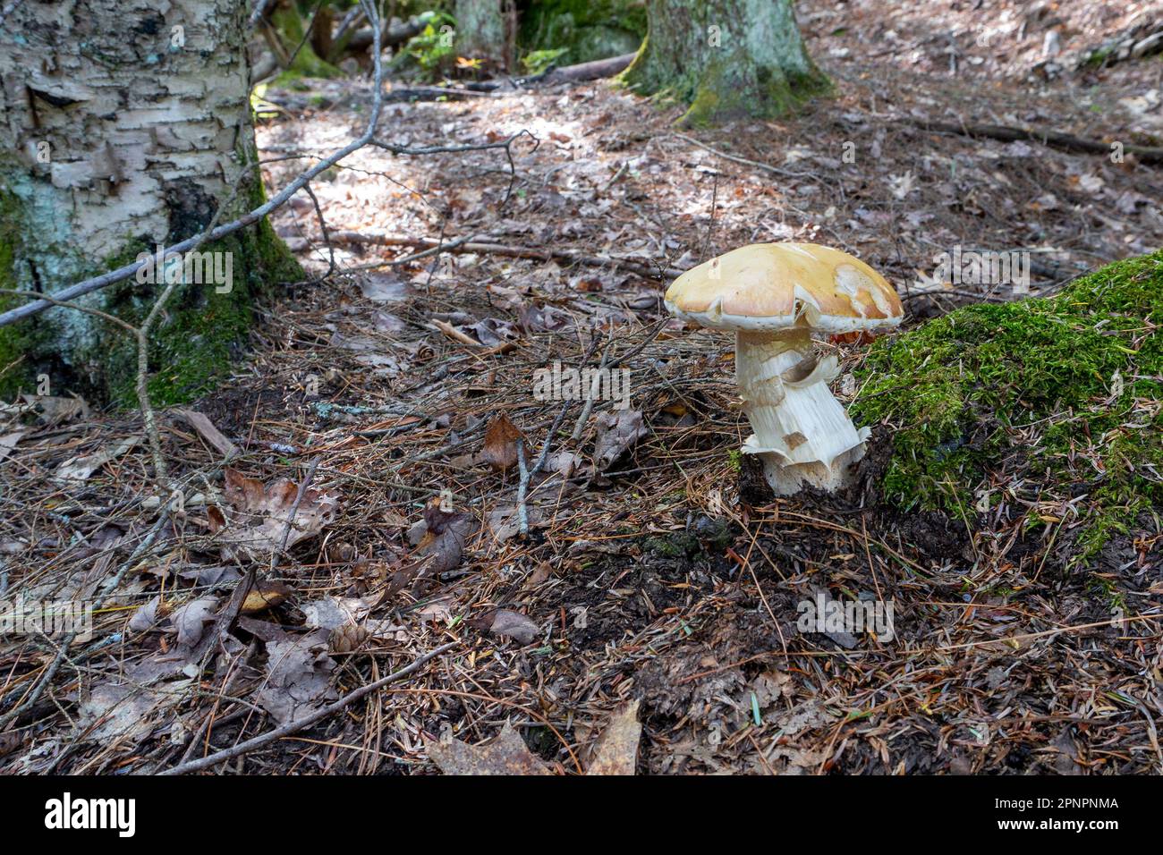 Un grosso fungo porcini si sviluppò sotto un albero tra muschio verde in una foresta calda. Foto Stock