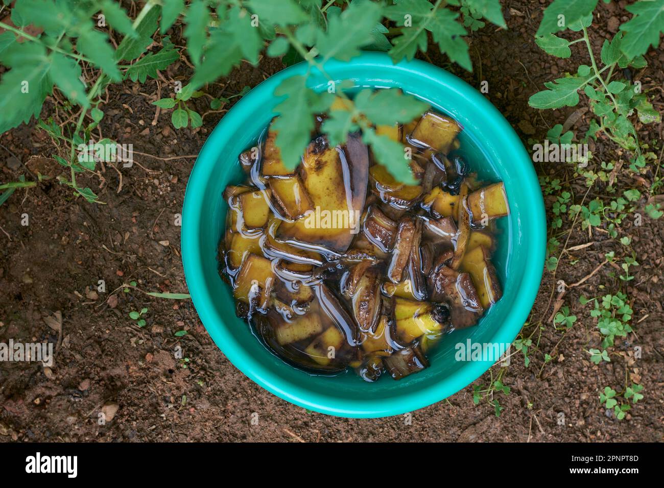 tagliare pezzi di bucce di banana imbevuti in una tazza di acqua, rifiuti alimentari utilizzati come fertilizzante naturale, concetto di gestione dei rifiuti della cucina, economici ed ecologici Foto Stock