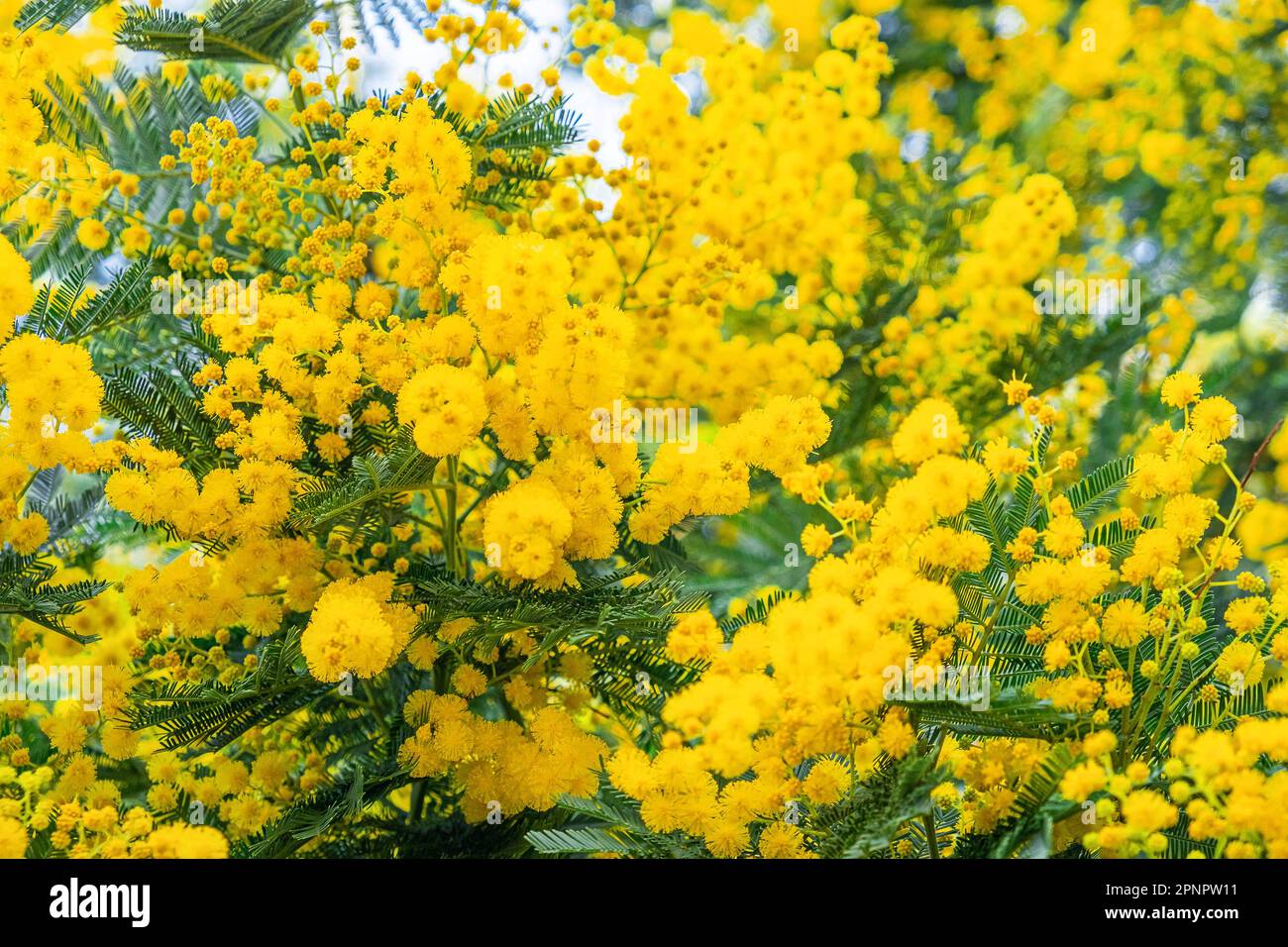 Fiori mimosa gialli o Acacia Dealbata fioritura su albero primaverile. Sfondo delle vacanze primaverili Foto Stock