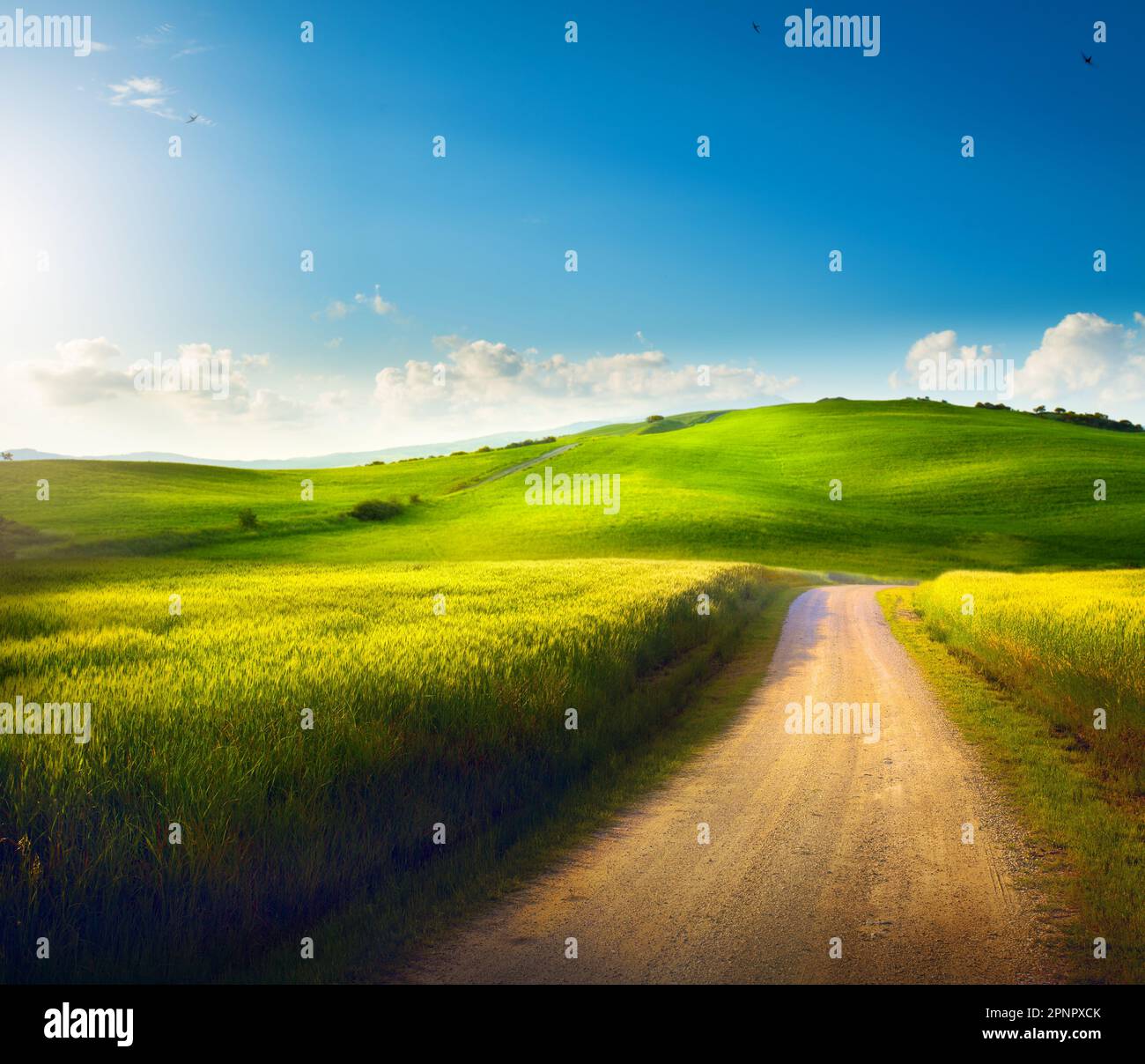 Campagna Italiana Panorama di campo verde estivo con strada sterrata e cielo azzurro nuvoloso. Splendido paesaggio rurale estivo italiano; Foto Stock