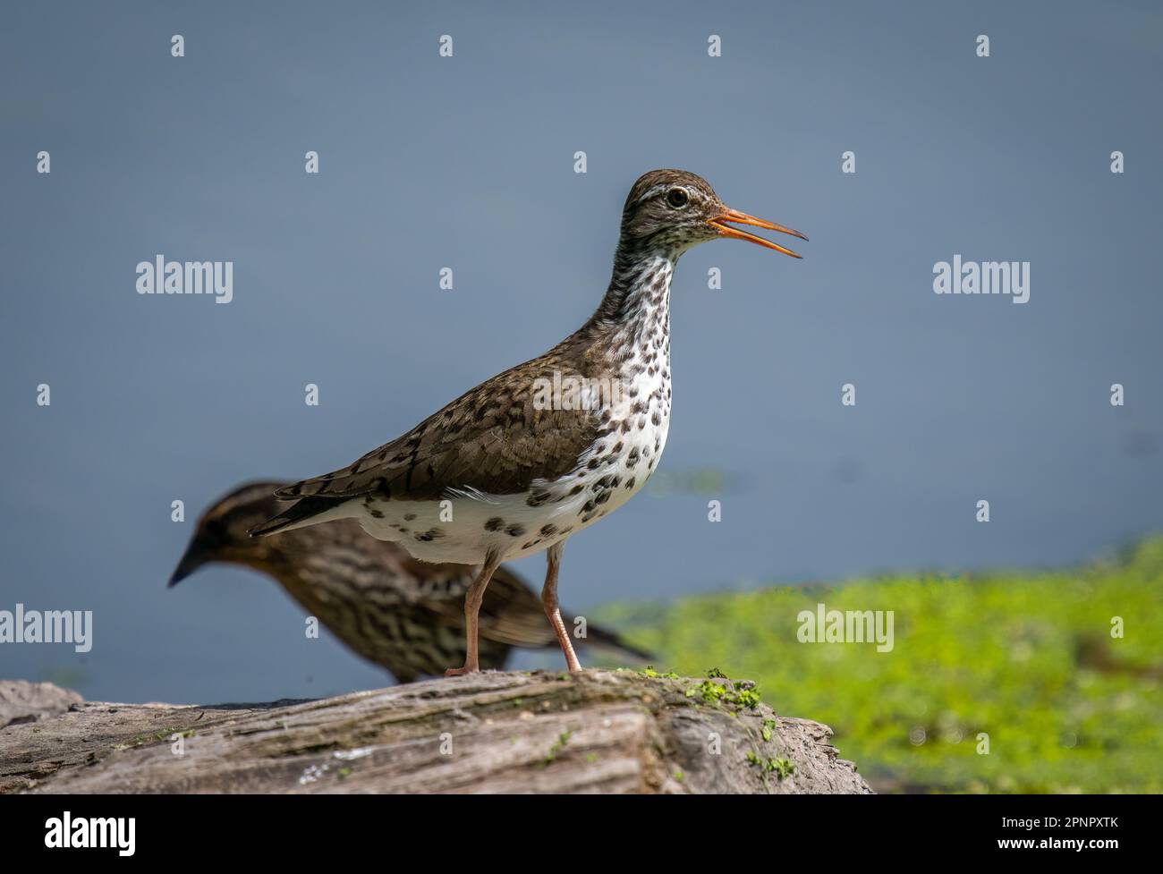 Una sorgente ha maculato Sandpiper (Actitis macularius) su un tronco lungo un corso d'acqua del Wisconsin meridionale, foto bombardata da un Blackbird alato rosso. Foto Stock