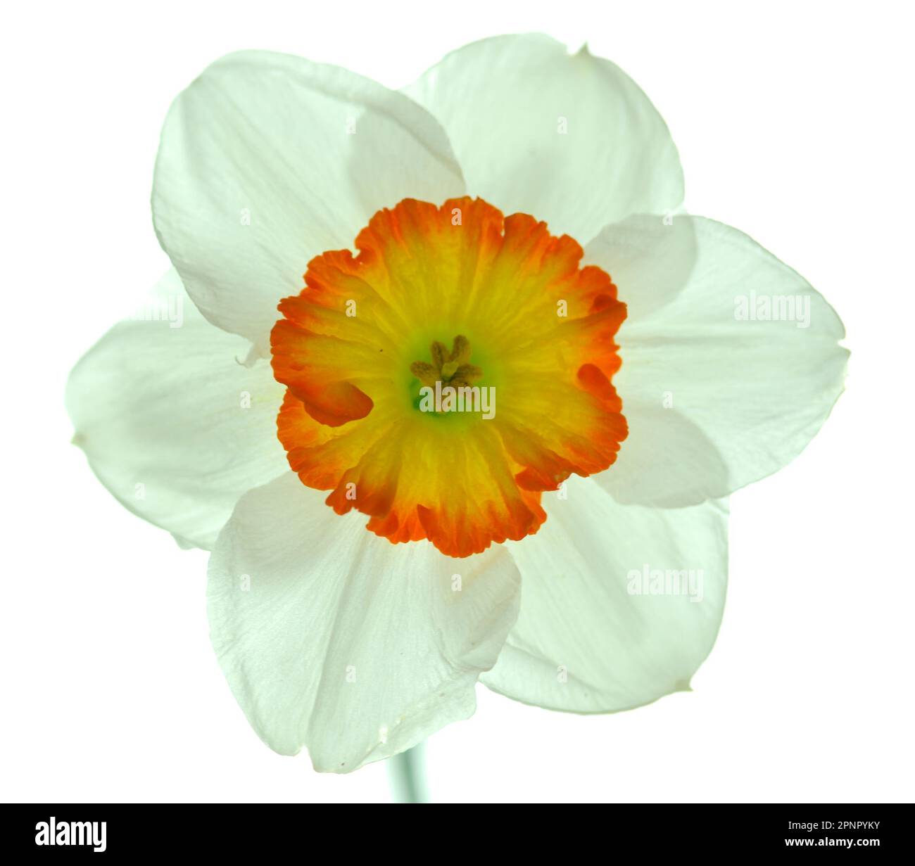 Un solo daffodil bianco con un centro giallo arancione retroilluminato su uno sfondo bianco che rende i petali traslucidi. Foto Stock