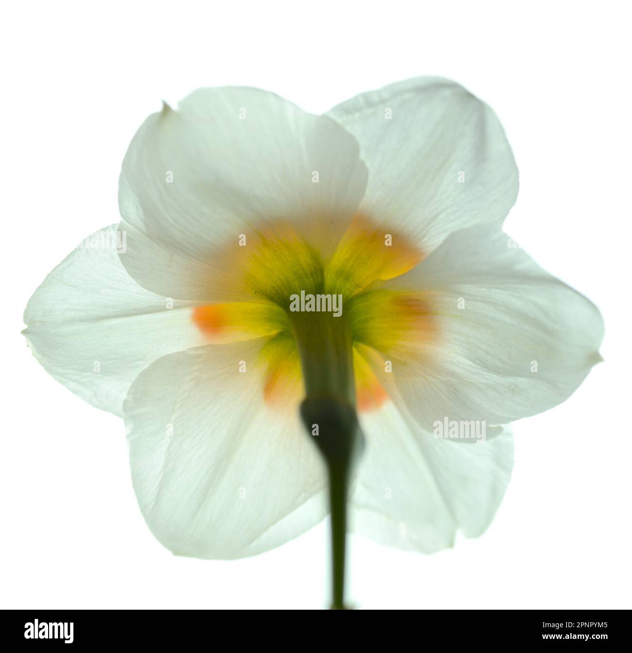 Singolo daffodil bianco con centro giallo arancio con immagine ripresa dal retro del fiore mentre retroilluminata su sfondo bianco. Foto Stock