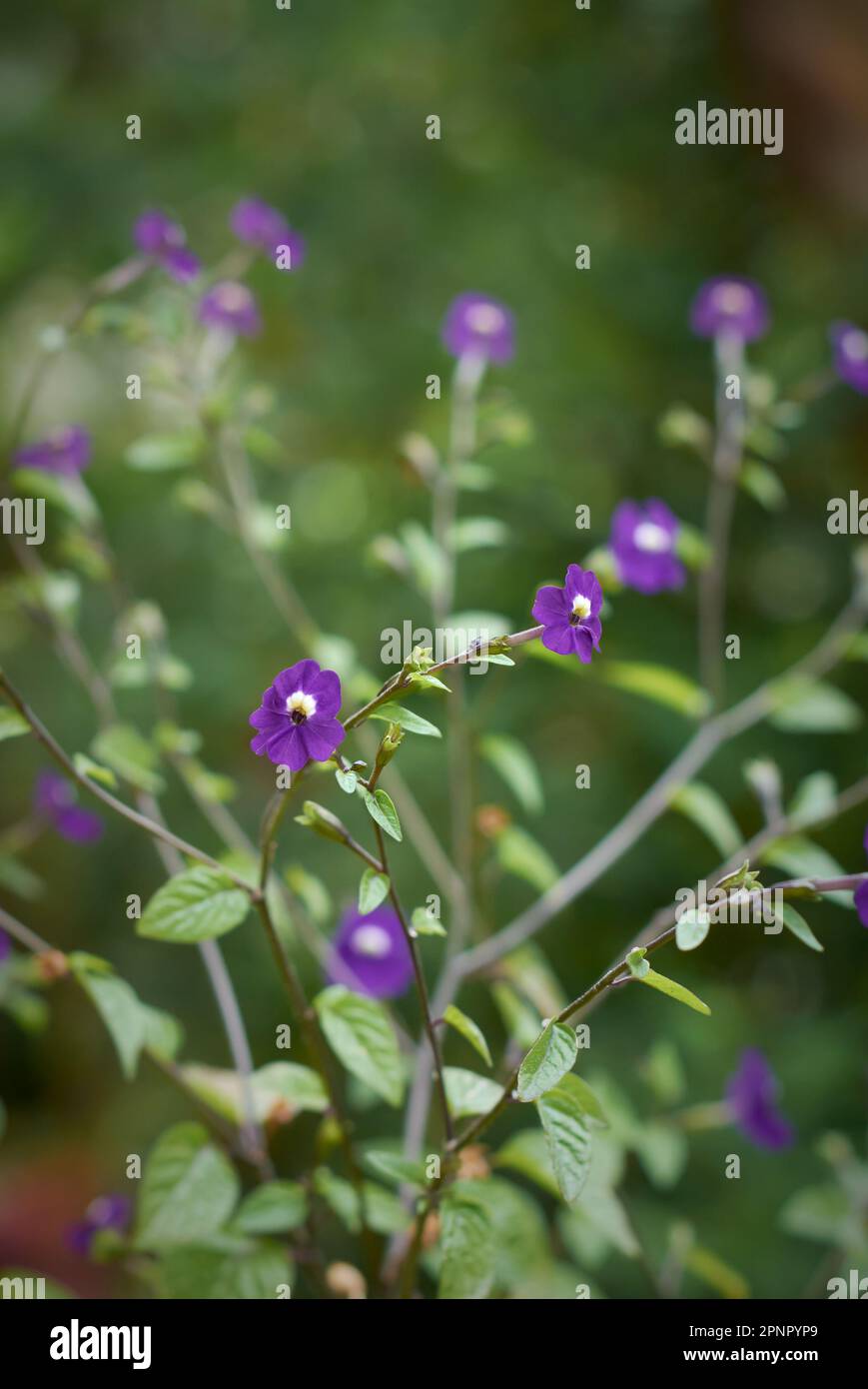 grappolo di fiori di browalla americana, anche conosciuto come fiore di ametista o viola di cespuglio, fuoco selettivo con fondo sfocato di piccolo blu-viola profondo Foto Stock