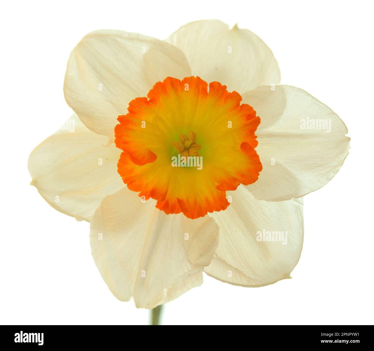 Un solo daffodil bianco con un centro giallo arancione retroilluminato su uno sfondo bianco che rende i petali traslucidi. Foto Stock