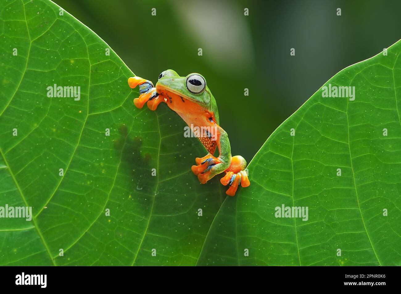Primo piano di una rana volante che sbirciava sul bordo di una foglia, Indonesia Foto Stock