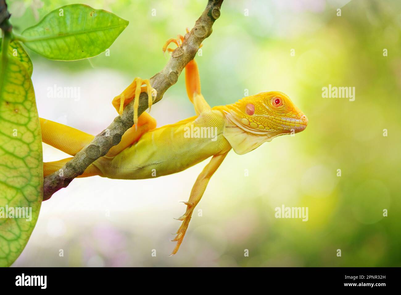 Primo piano di una iguana gialla appesa ad un ramo di albero, Indonesia Foto Stock