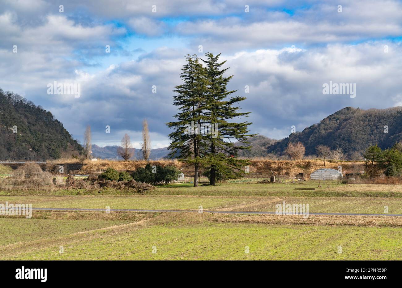 Campi agricoli e alti pini visti da un treno espresso JR West Kinosaki sulla linea principale di Sanin nella prefettura di Hyogo, Giappone. Foto Stock