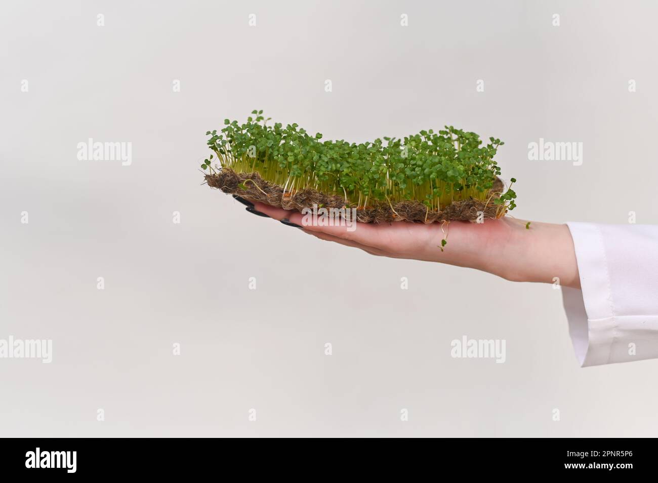 erba di senape bianca fresca verde, su tappetini in lino per micro-verde. sul palmo della mano. su sfondo bianco. micro verde Foto Stock