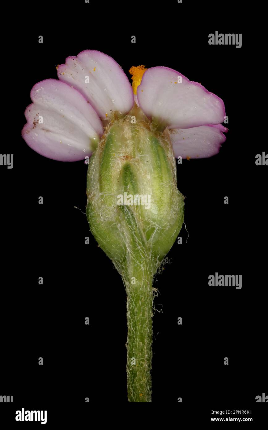 Yarrow (Achillea millefolium). Fiore Capitulum Closeup (forma rosa) Foto Stock