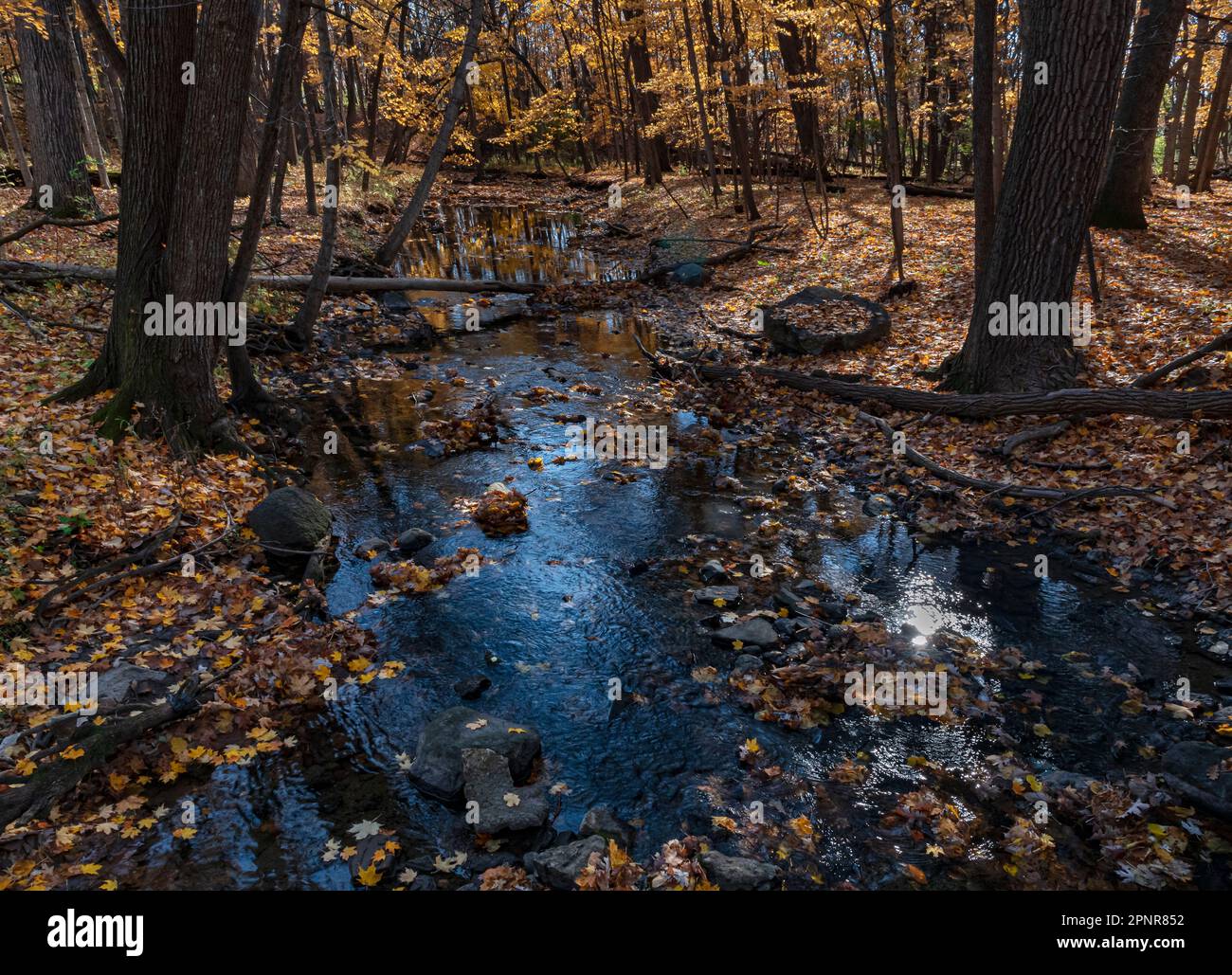 Colori autunnali le acque blu di Hammel Creek, Hammel Woods Forest Preserve, Will County, Illinois Foto Stock
