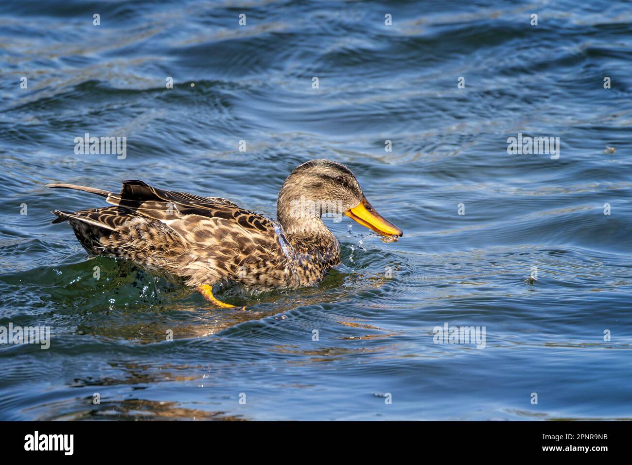 Primo piano vista laterale di un'anatra femmina Gadwall che mescola l'acqua sulla superficie del lago Foto Stock