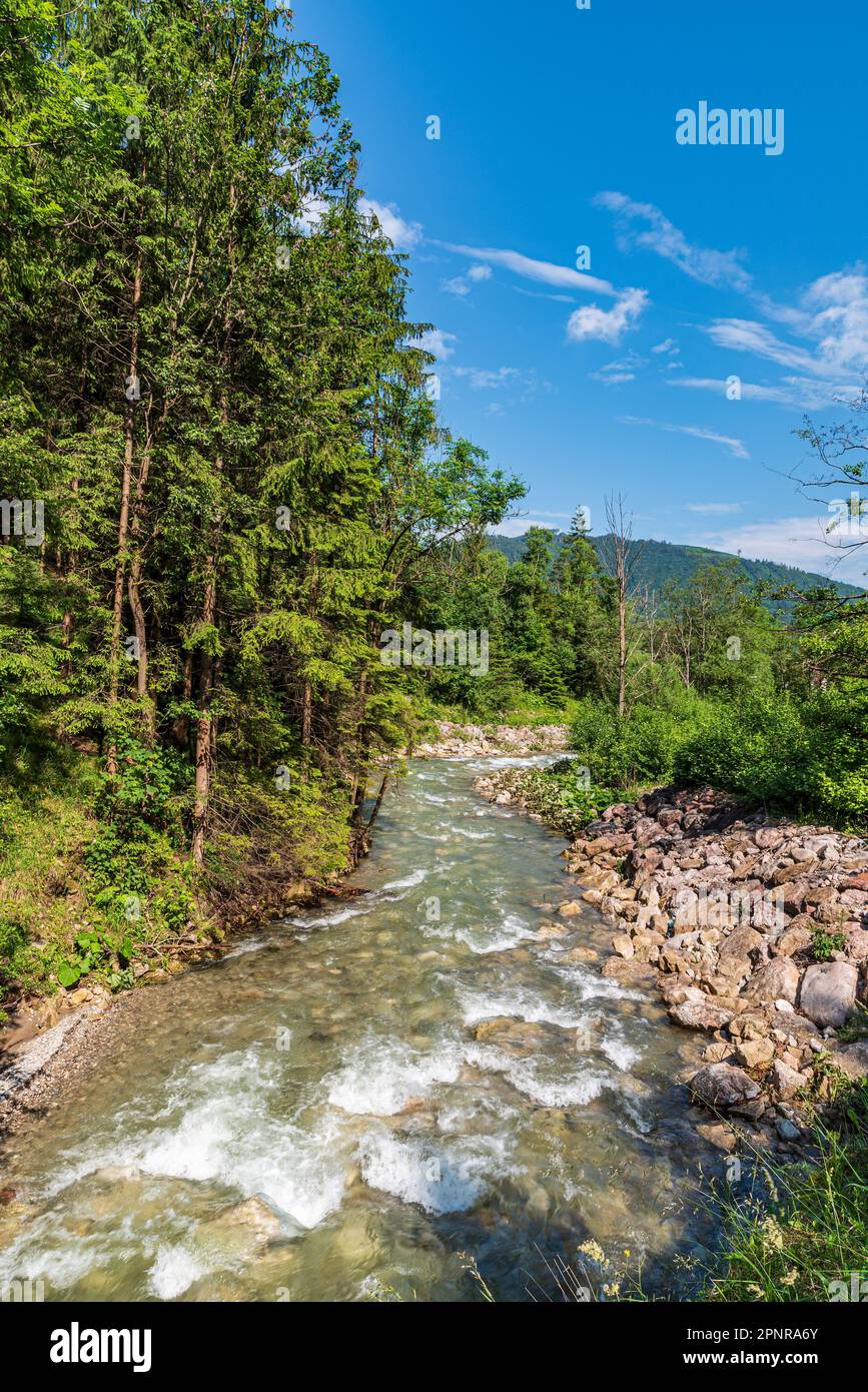Fiume di montagna con gli alberi intorno, rtiverbank di pietra e collina sullo sfondo di t - fiume di Varinka vicino al villaggio di Terchova in Slovacchia durante l'estate bella Foto Stock