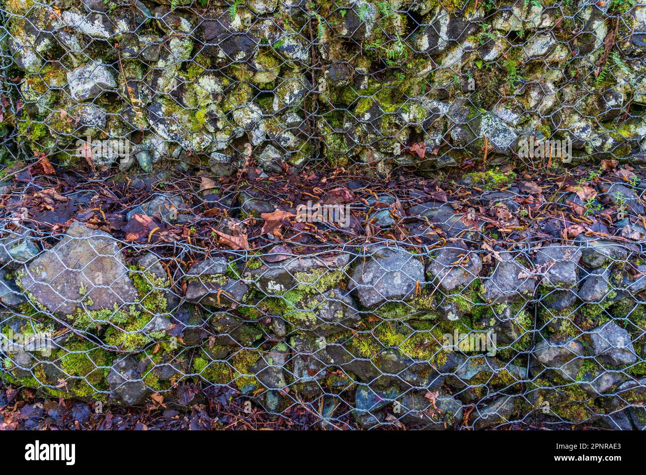 Una macrofa recinzione rocciosa lungo i Cedar River Trails a Renton, Washington. Foto Stock