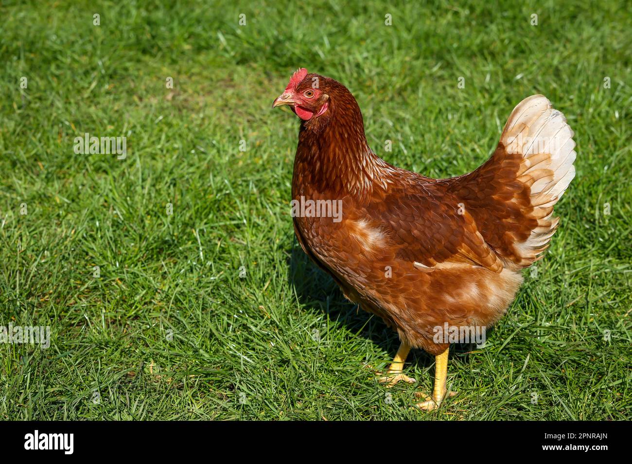 Wesel, Renania settentrionale-Vestfalia, Germania - Polli biologici a range libero su un prato di fronte a una mobile di pollo. I polli liberi vivono all'aperto tutto y Foto Stock