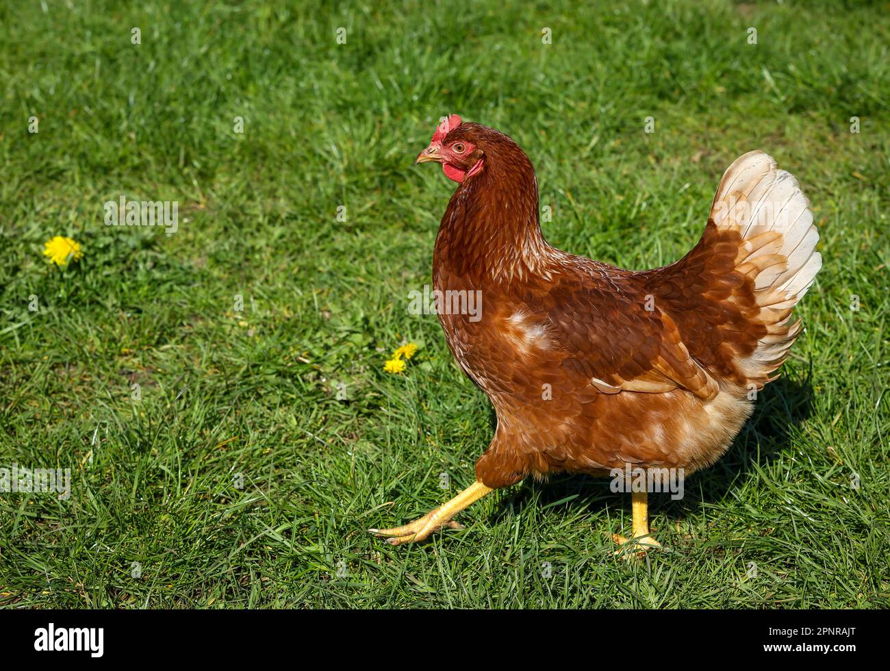 Wesel, Renania settentrionale-Vestfalia, Germania - Polli biologici a range libero su un prato di fronte a una mobile di pollo. I polli liberi vivono all'aperto tutto y Foto Stock